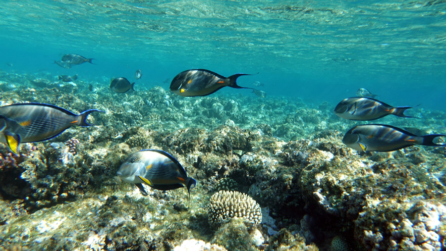 kuwait marine ecosystem