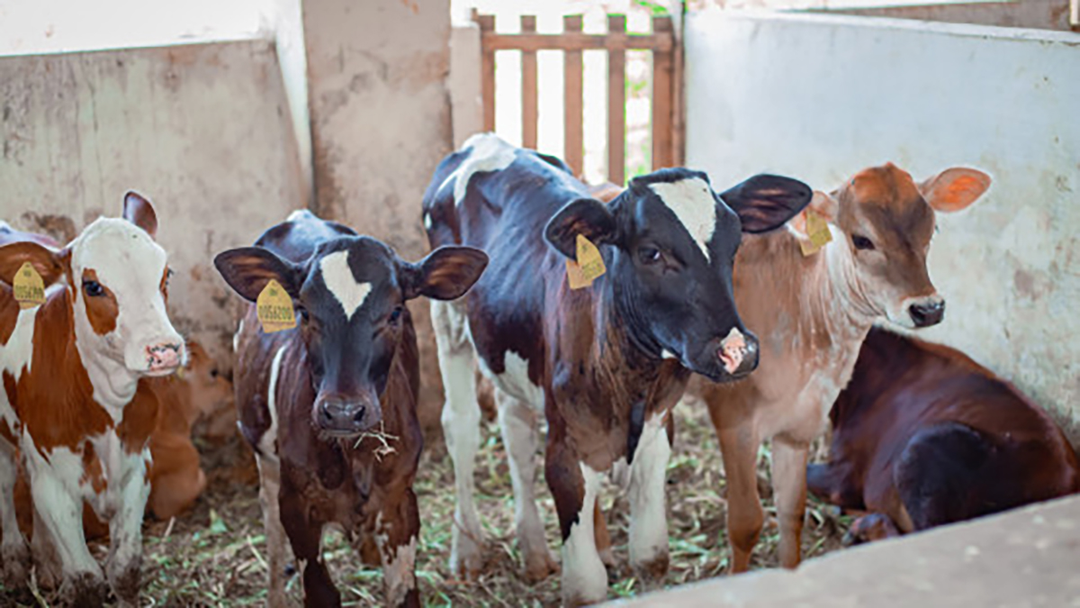 animal_production_and_health_laboratory.jpg