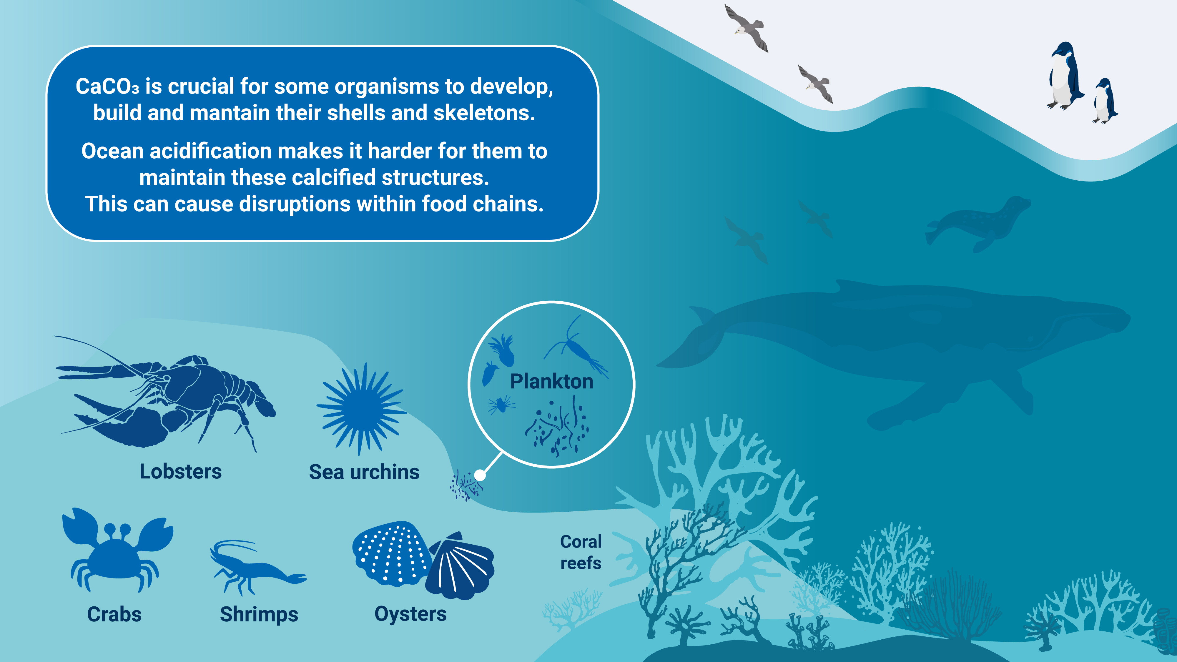 bulletin-ocean_acidification-v2.9_webstory-04.jpg