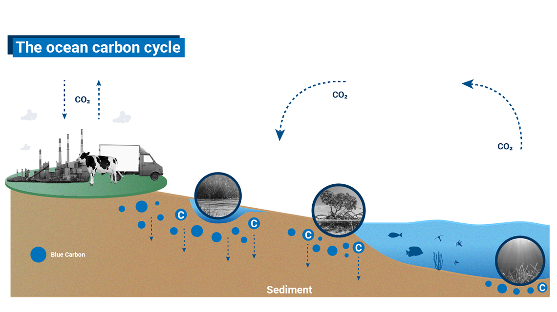 carbon-cycle-1140x640.png
