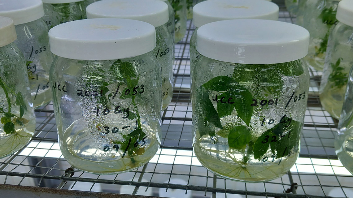 casava-om-vitro-1140x640.jpg
