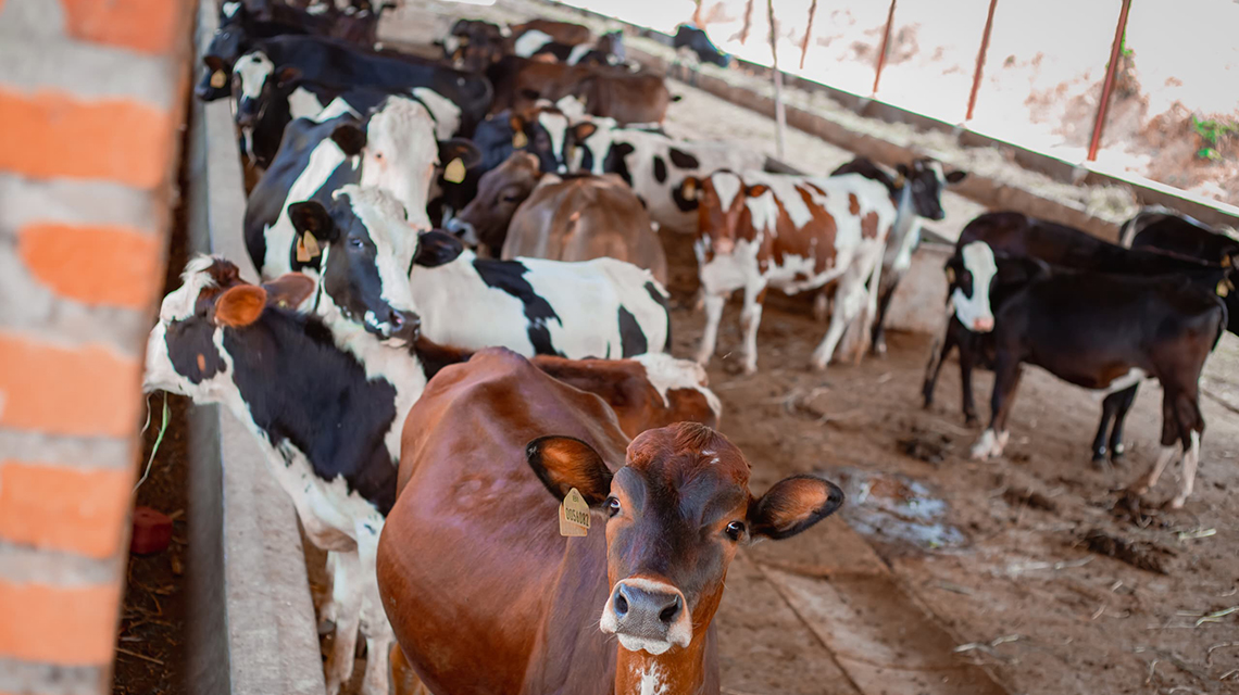 cattle-burundi2-1140x640.jpg