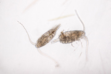 copepods.jpg
