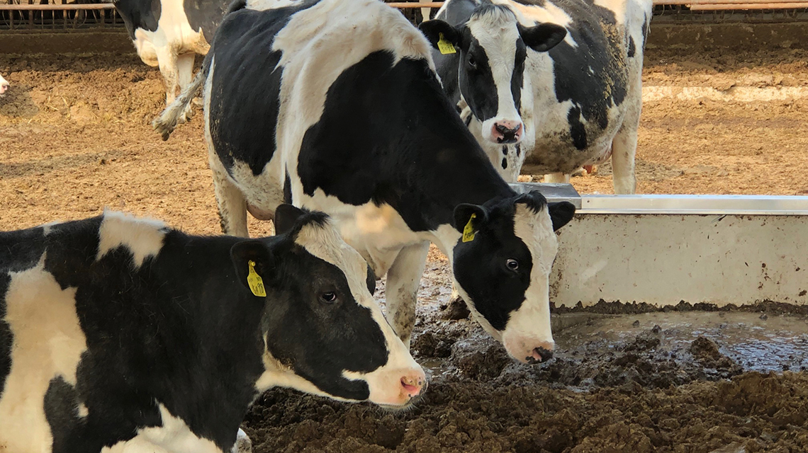 cows_1140x640.jpg