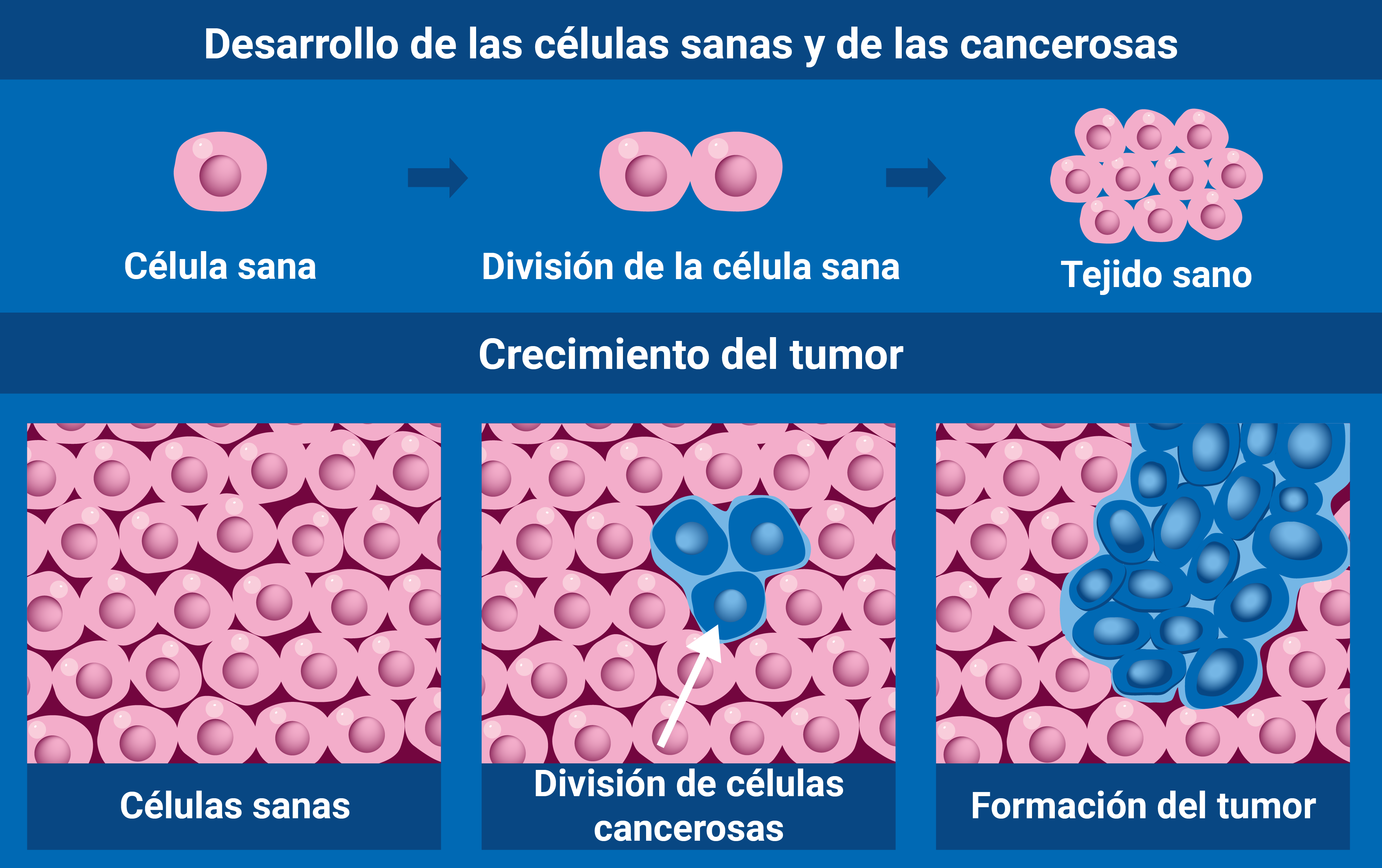 division_celulas_sanas._cancerosas.png