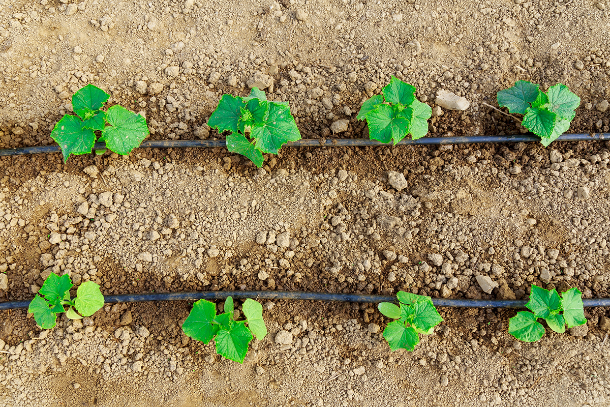 dripirrigation.jpg