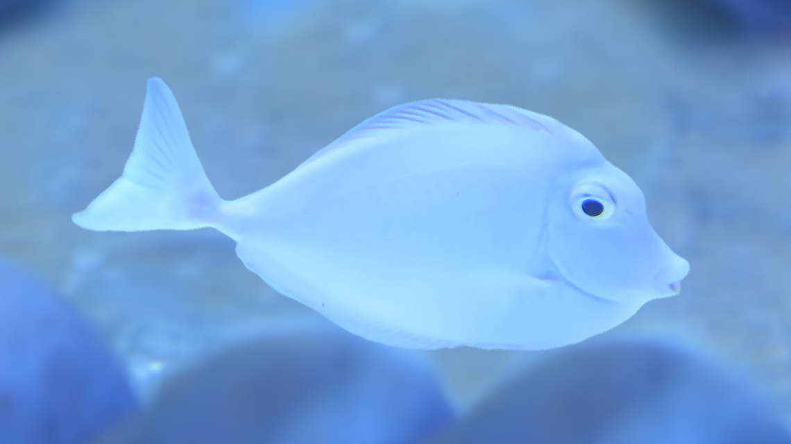 fish2-1140x640.jpg