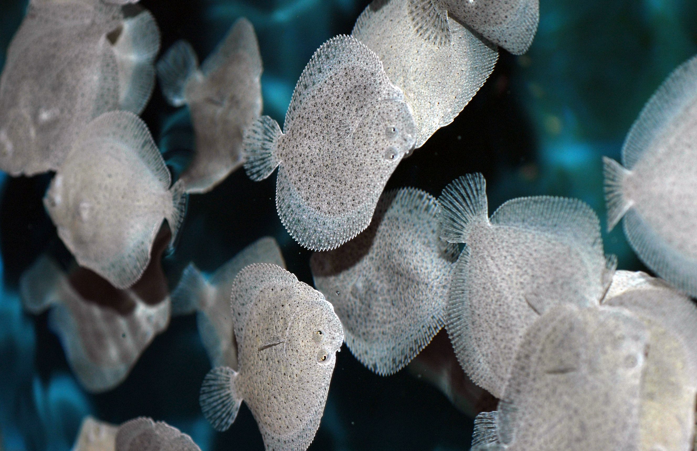 fish_turbot2.jpg