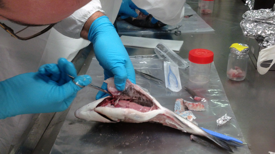 fishcontminationtesting-1140x640.jpg