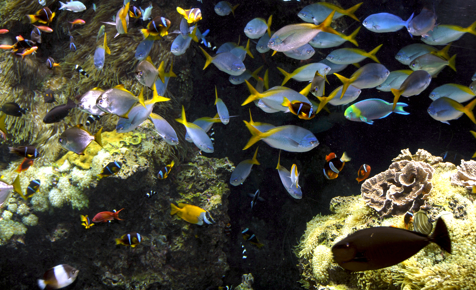 fishreef_jlteyssie_3x2.jpg