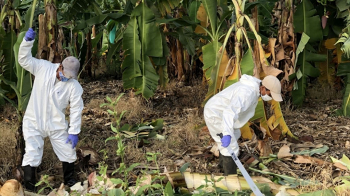 fusarium-wilt-disease-bananas-1140x640.jpg
