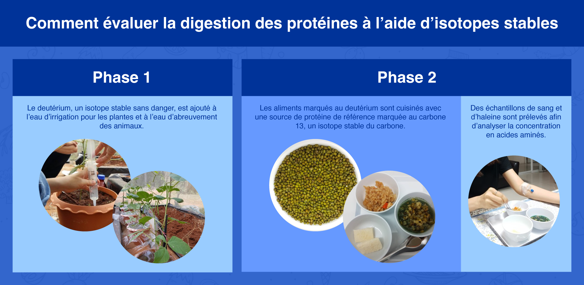 graph-technique-to-measure-protein-digestibility-french.png