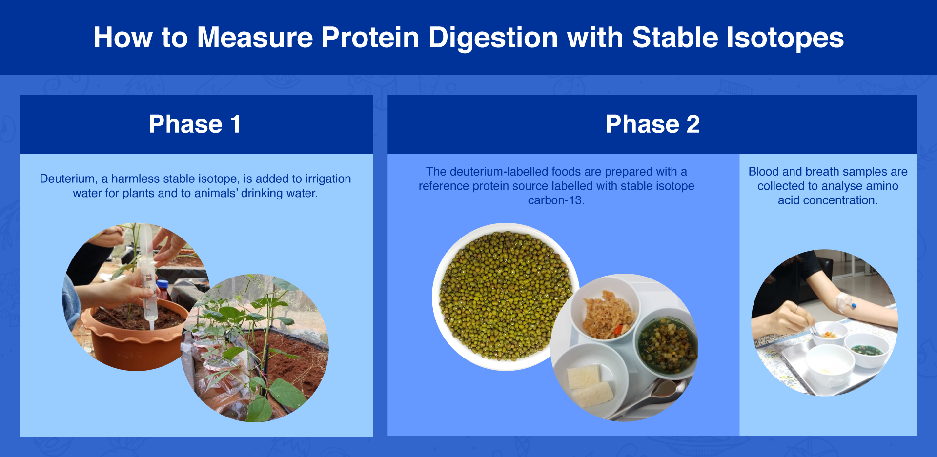 graph-technique-to-measure-protein-digestibility-v2.png