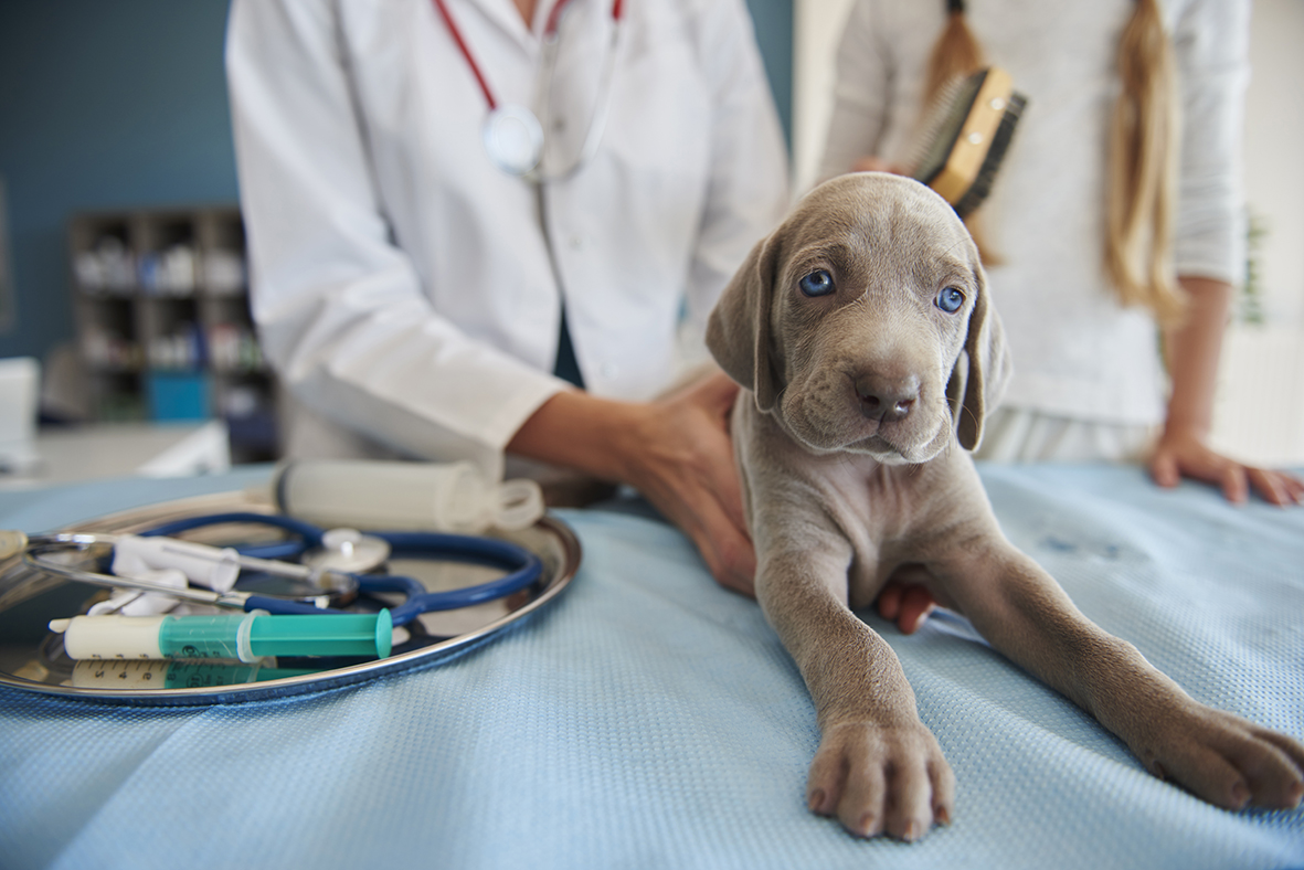 gray-puppy-vet.jpg