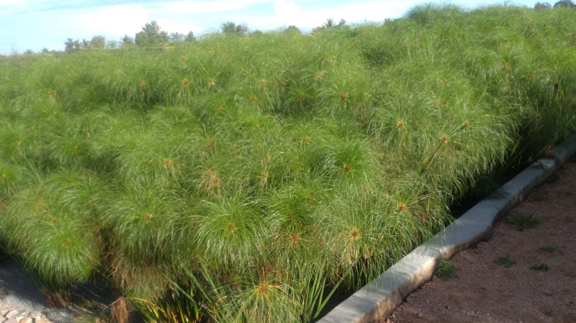 hssf-constructed-wetland-at-mwanza-abbatoir-1140x640.jpg