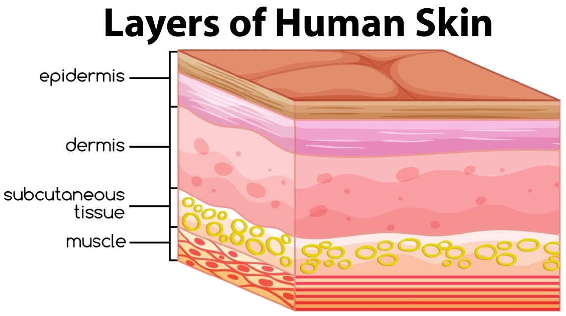 human_skin_layers.jpg