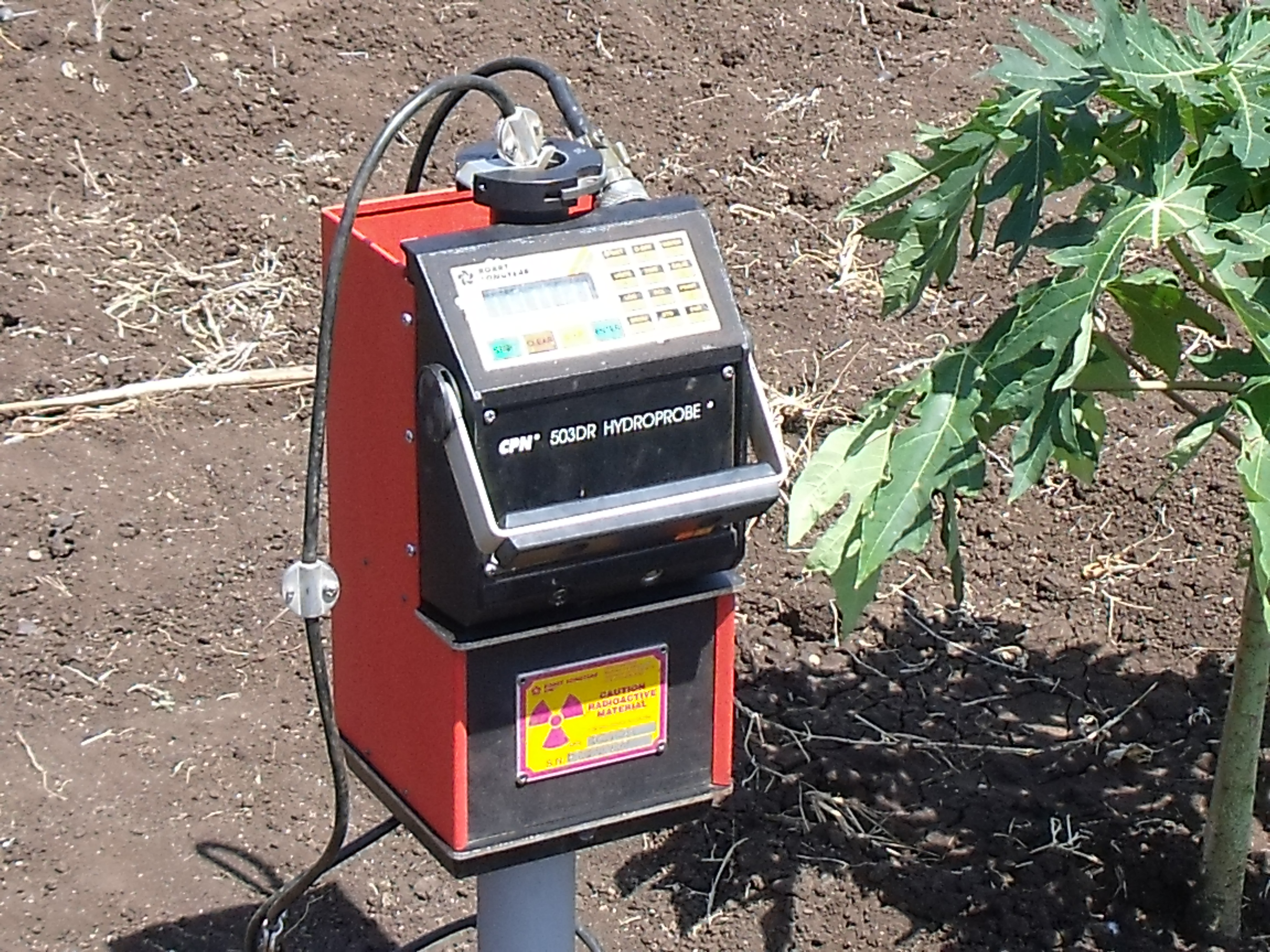 Drip_irrigation2.JPG