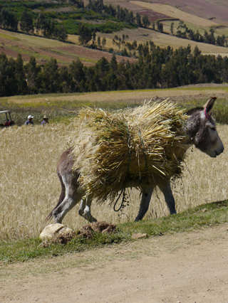 Peru1.JPG