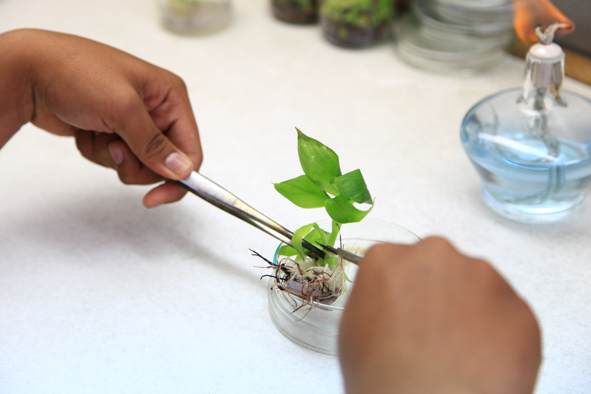 indonesias_national_nuclear_energy_agency_batan_use_irradiation_plant_breeding.jpg