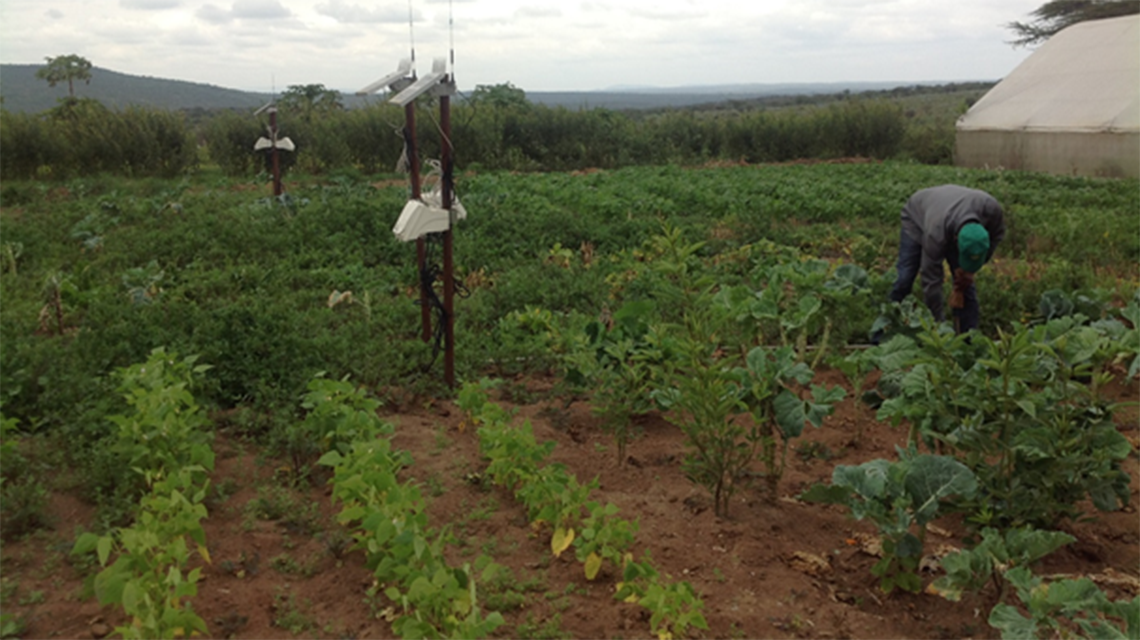 kenya-crops-1140x640.png