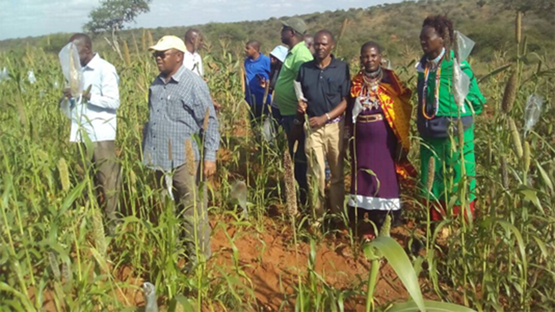 kenya-crops2-1140x640.png