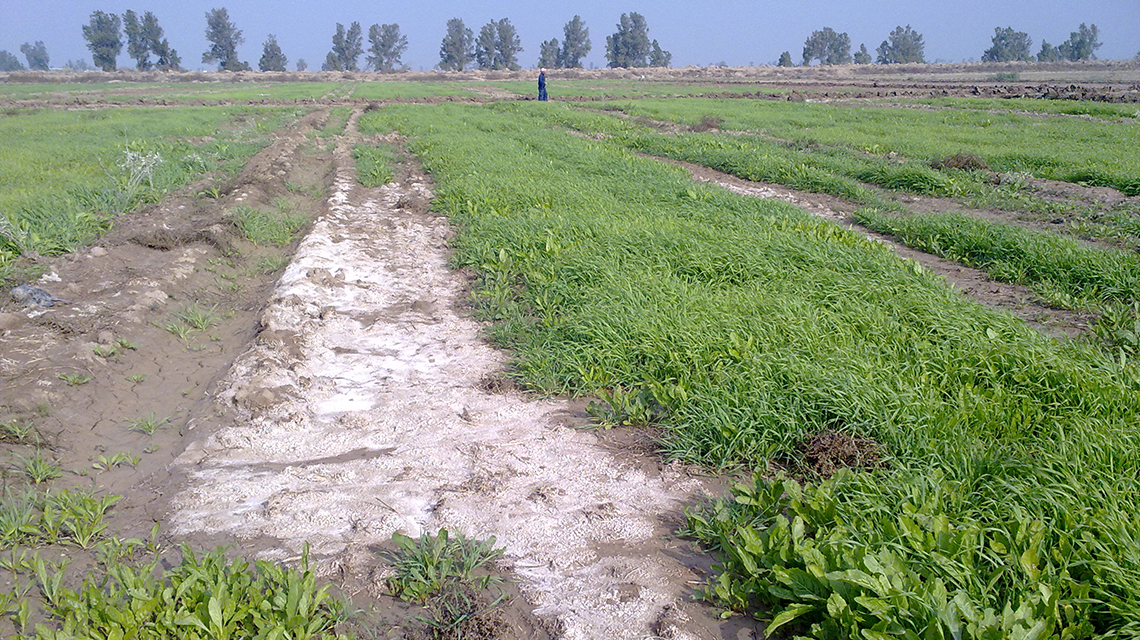 land-impacted-by-salinization-1140x640.jpg
