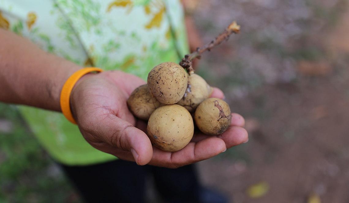 longkong-fruit-114-x640.jpg
