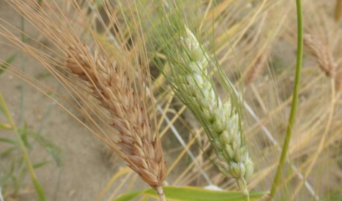 mutant_wheat.png