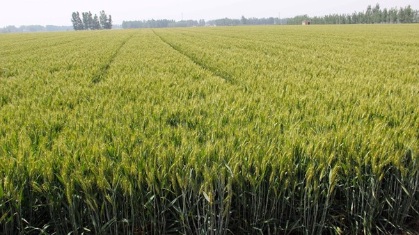 mutant_wheat_-_space_mutation_breeding.jpg