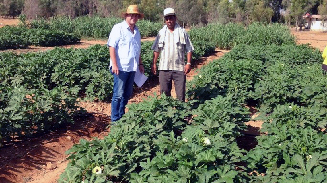 okra-on-salt-affected-land-syria-1140x640.jpg
