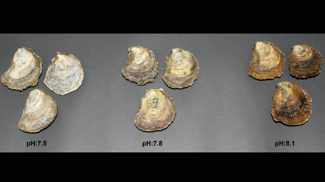 oyster-shells-1140x640.jpg