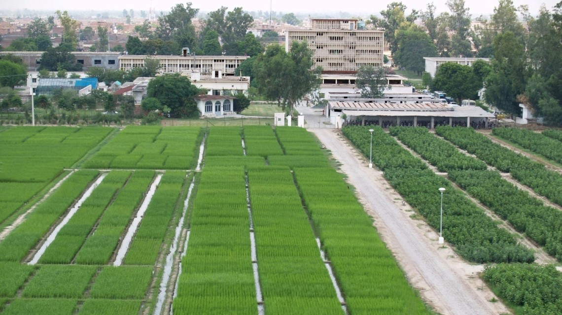 pakistan-rice-fields-1140x640.jpg