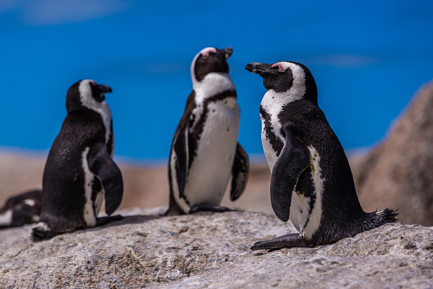 penguins.jpg