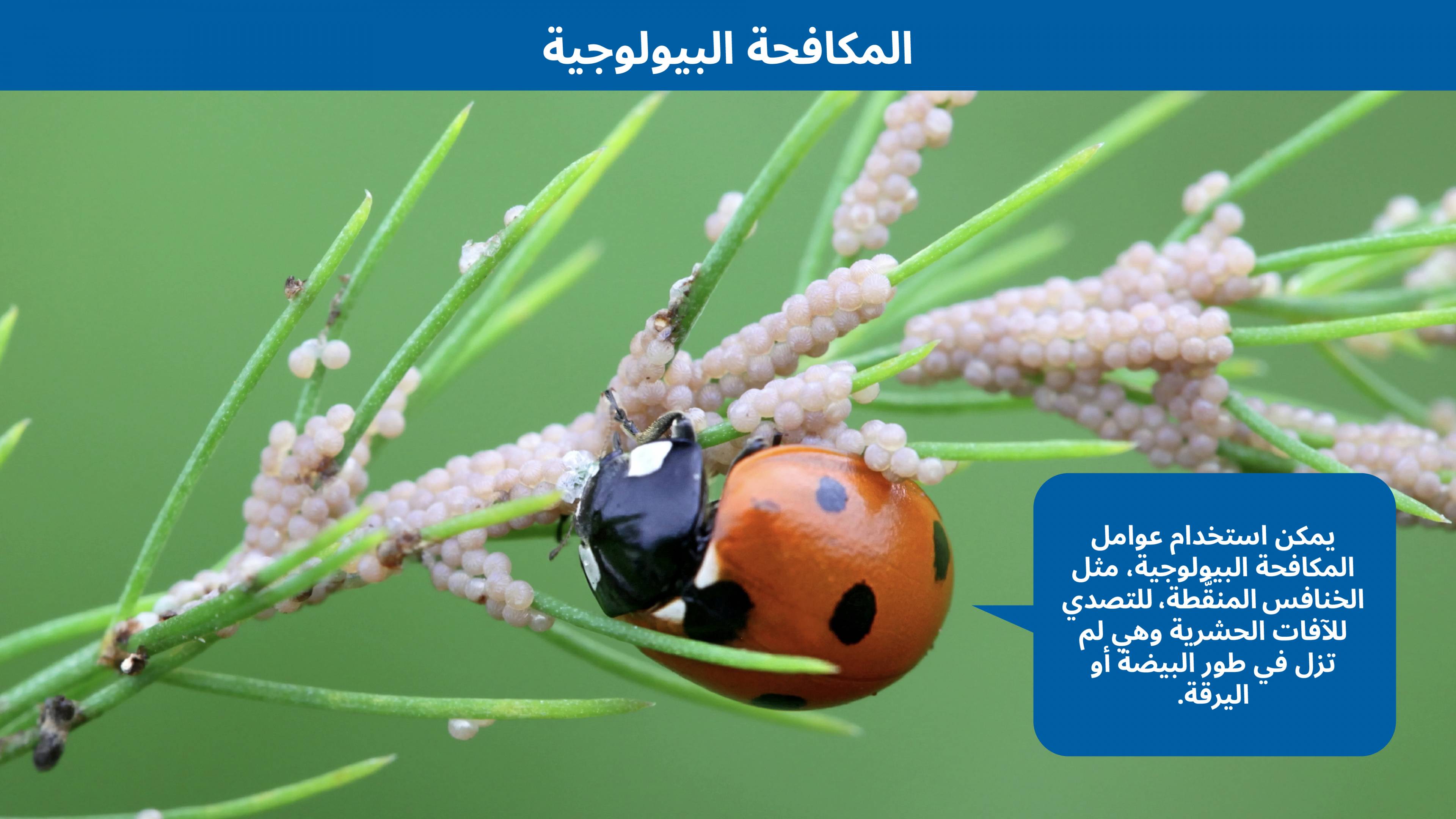 pest_control-ar_03_biological_control_.jpg