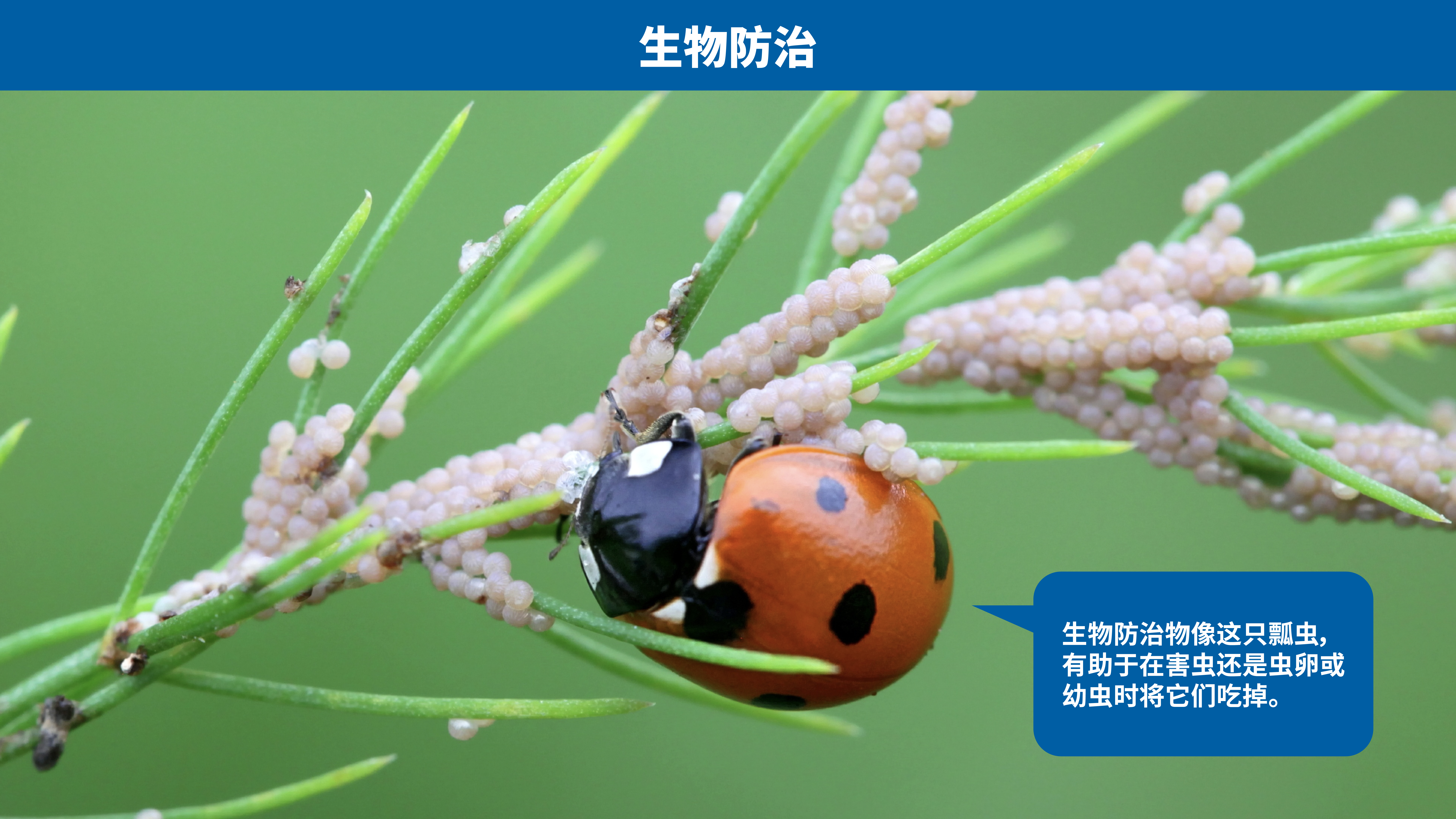 pest_control-ch_03_biological_control_.jpg