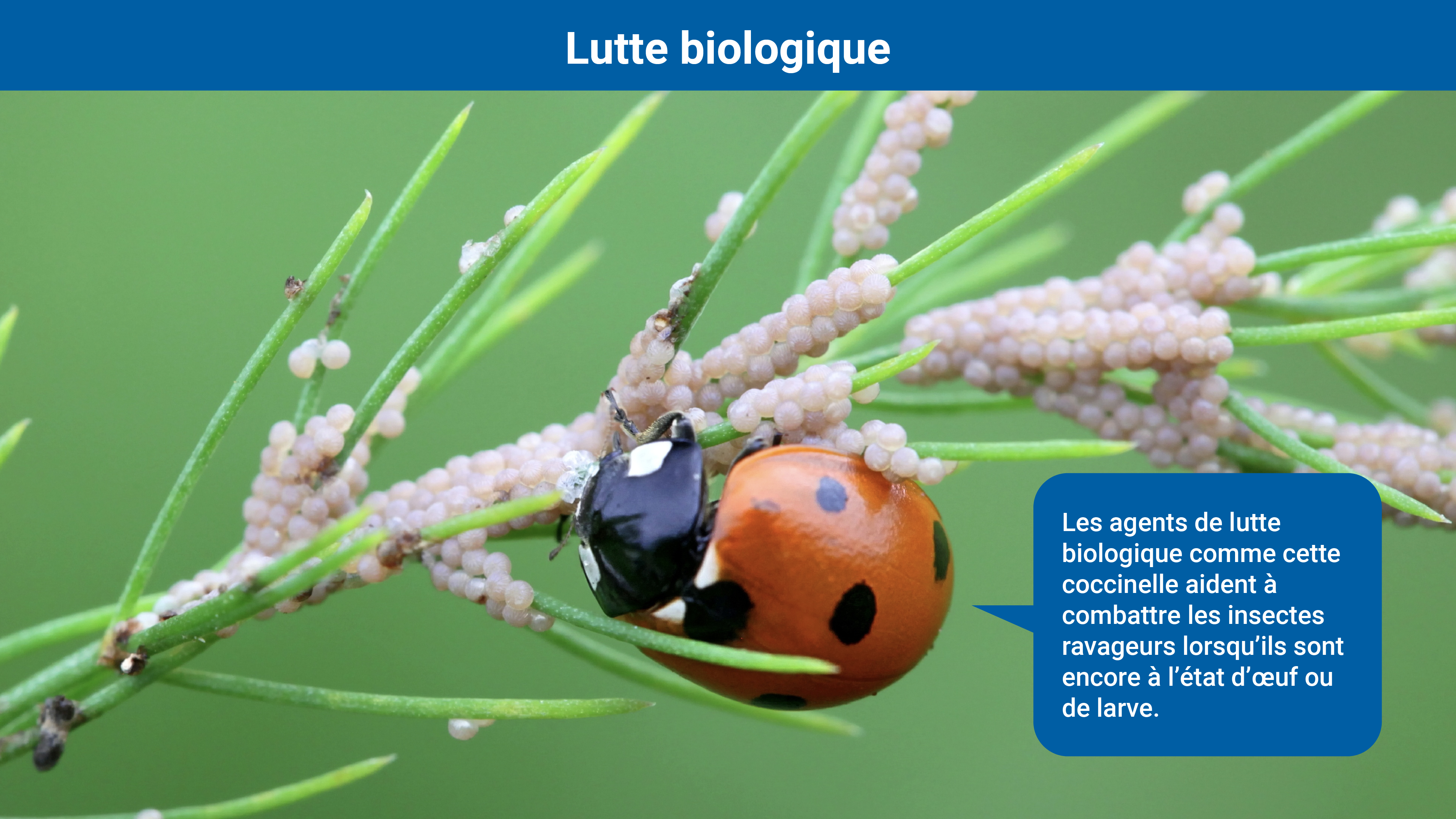 pest_control-fr_03_biological_control_.jpg