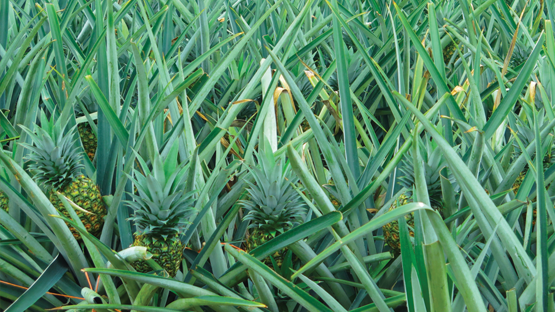 pina_green.png