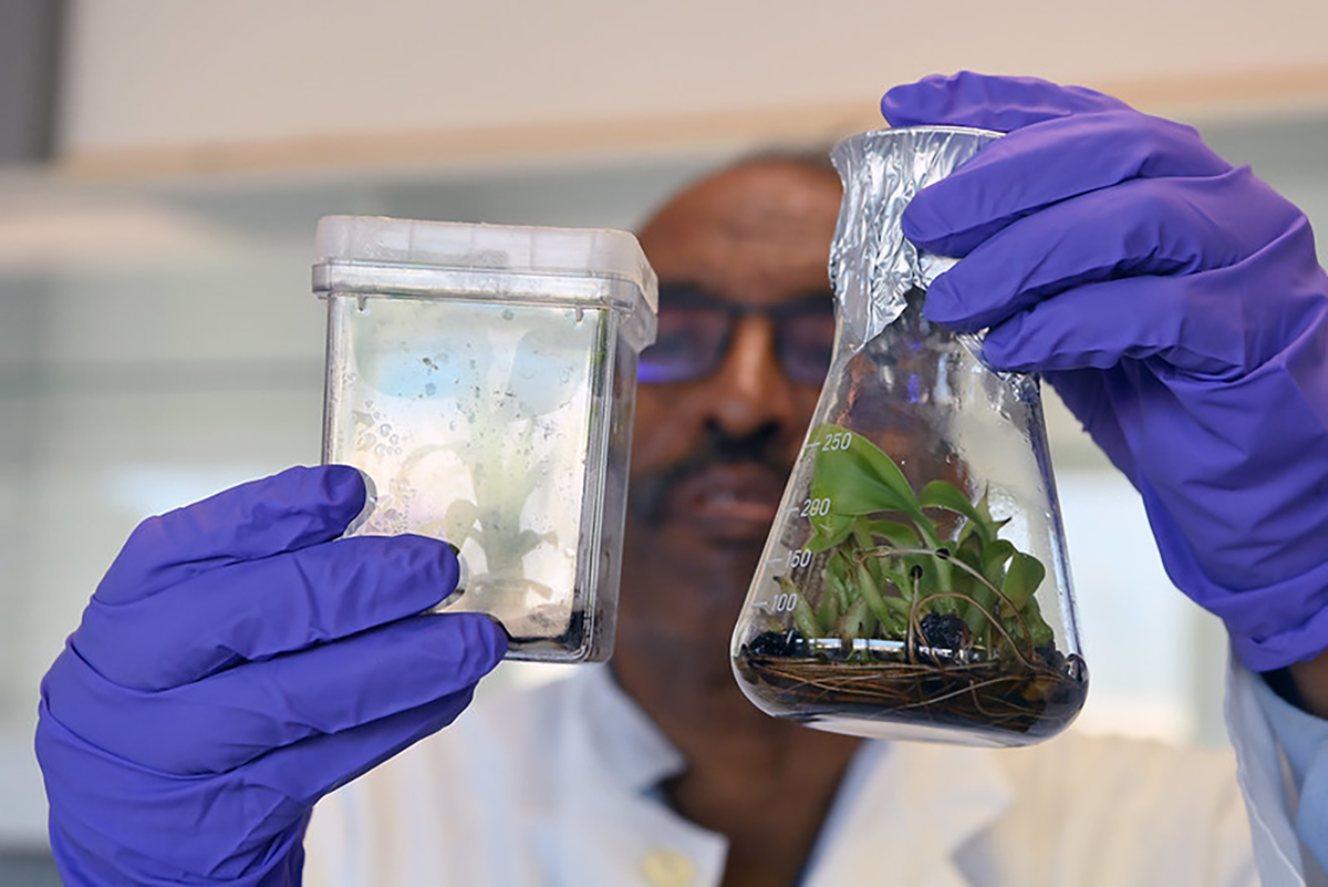 plant_breeding_and_genetics_lab.jpg