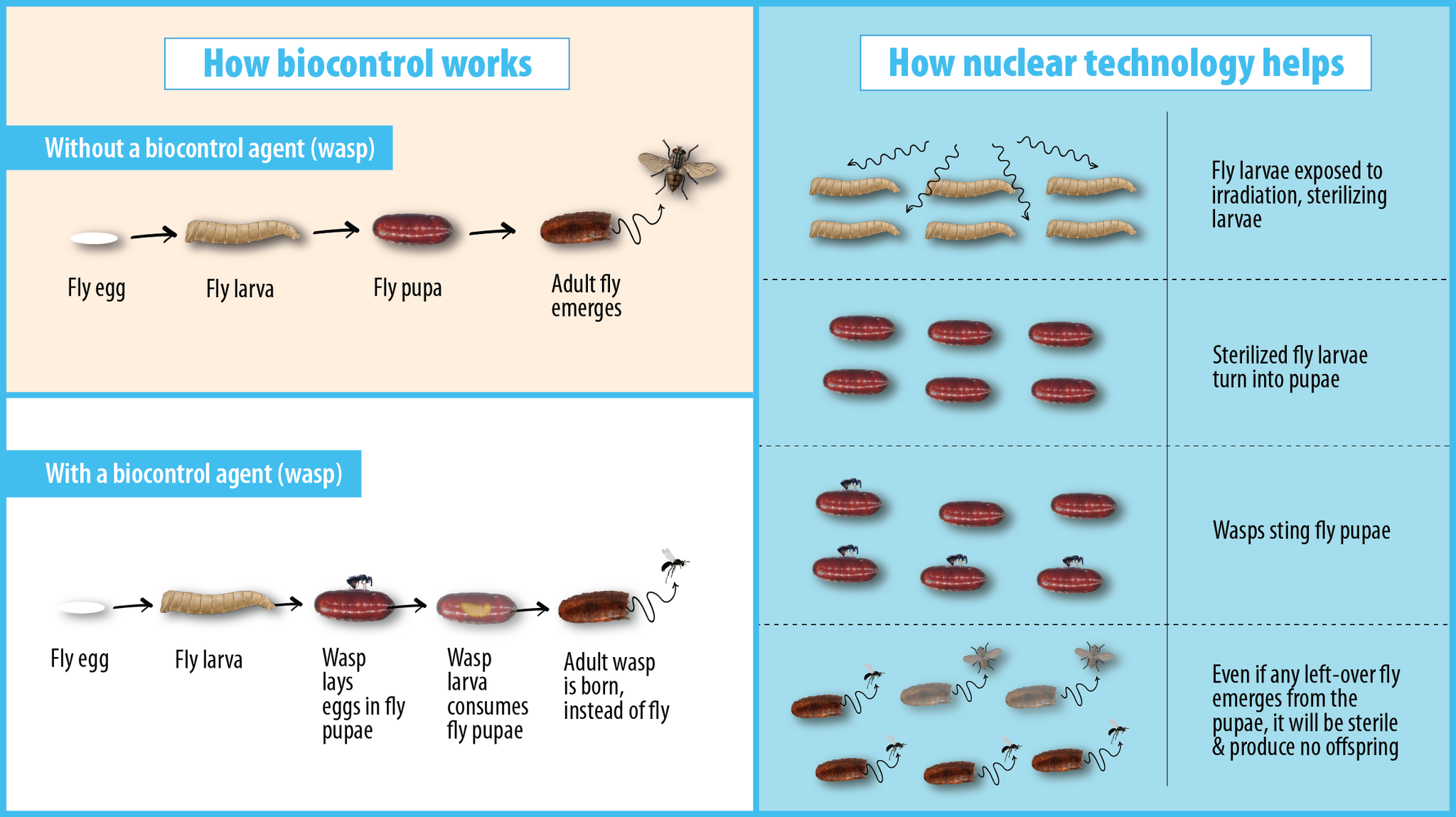pupa_fly-5_oct.png