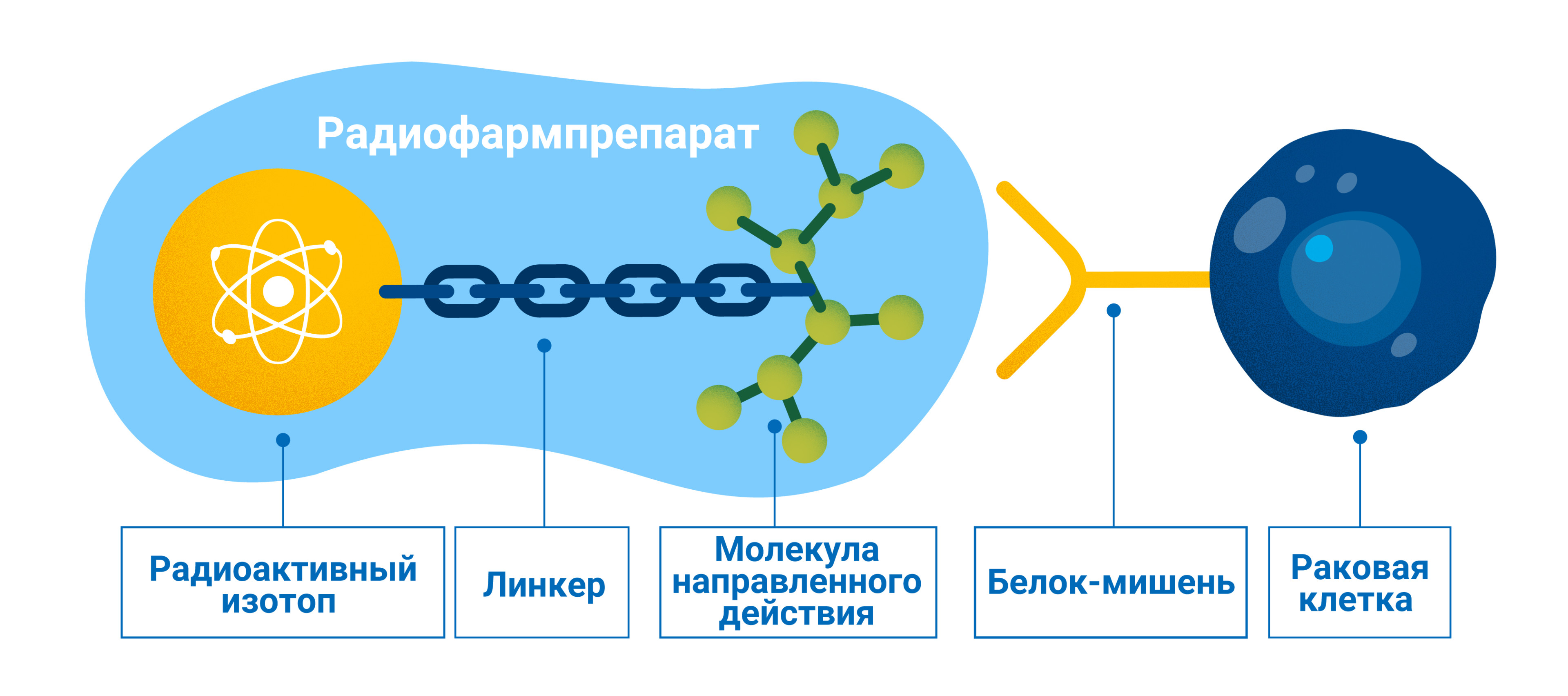 radiopharmaceuticals-ru_2-radiopharmaceuticals1.jpg
