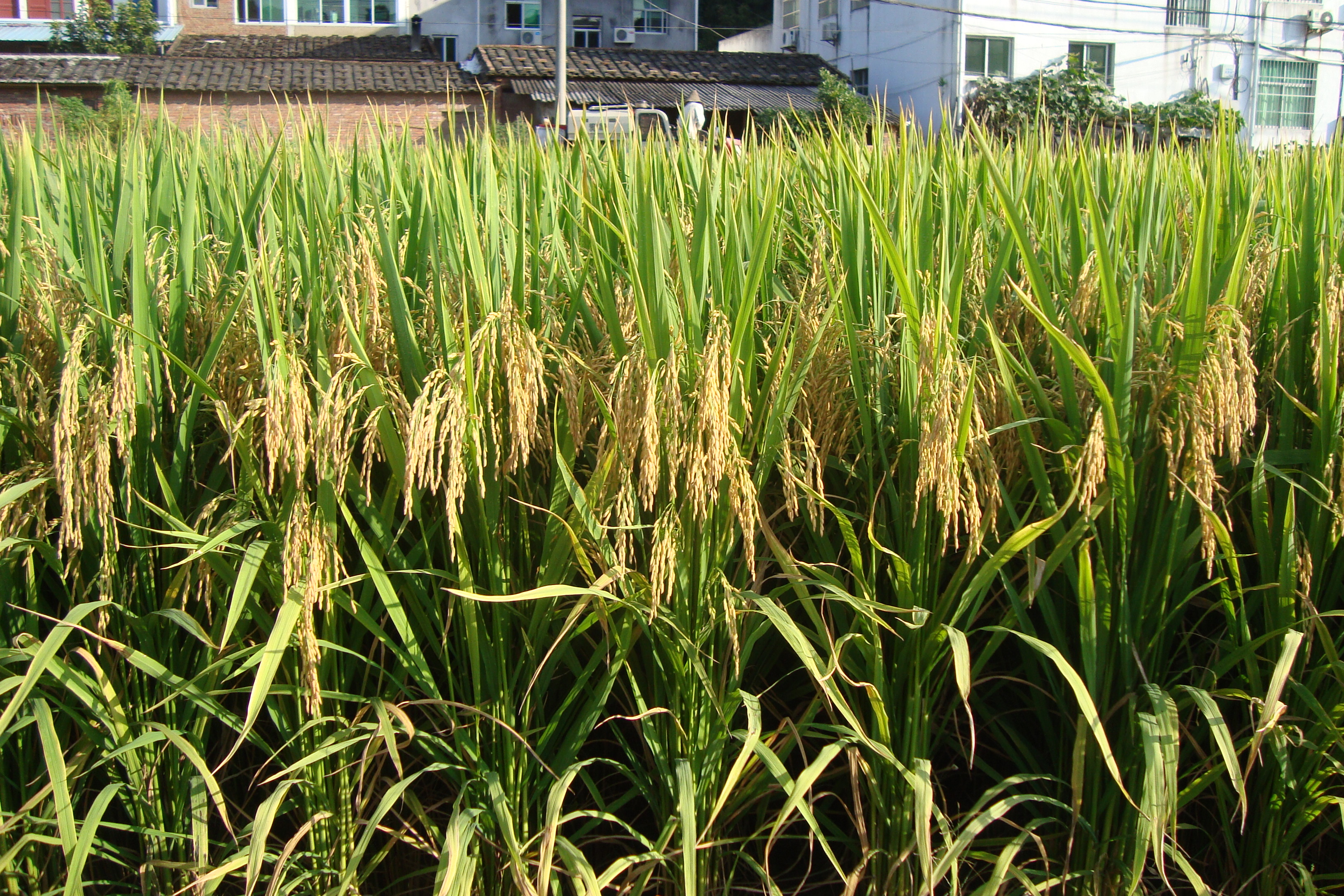 ratoonricereadyharvest.jpg