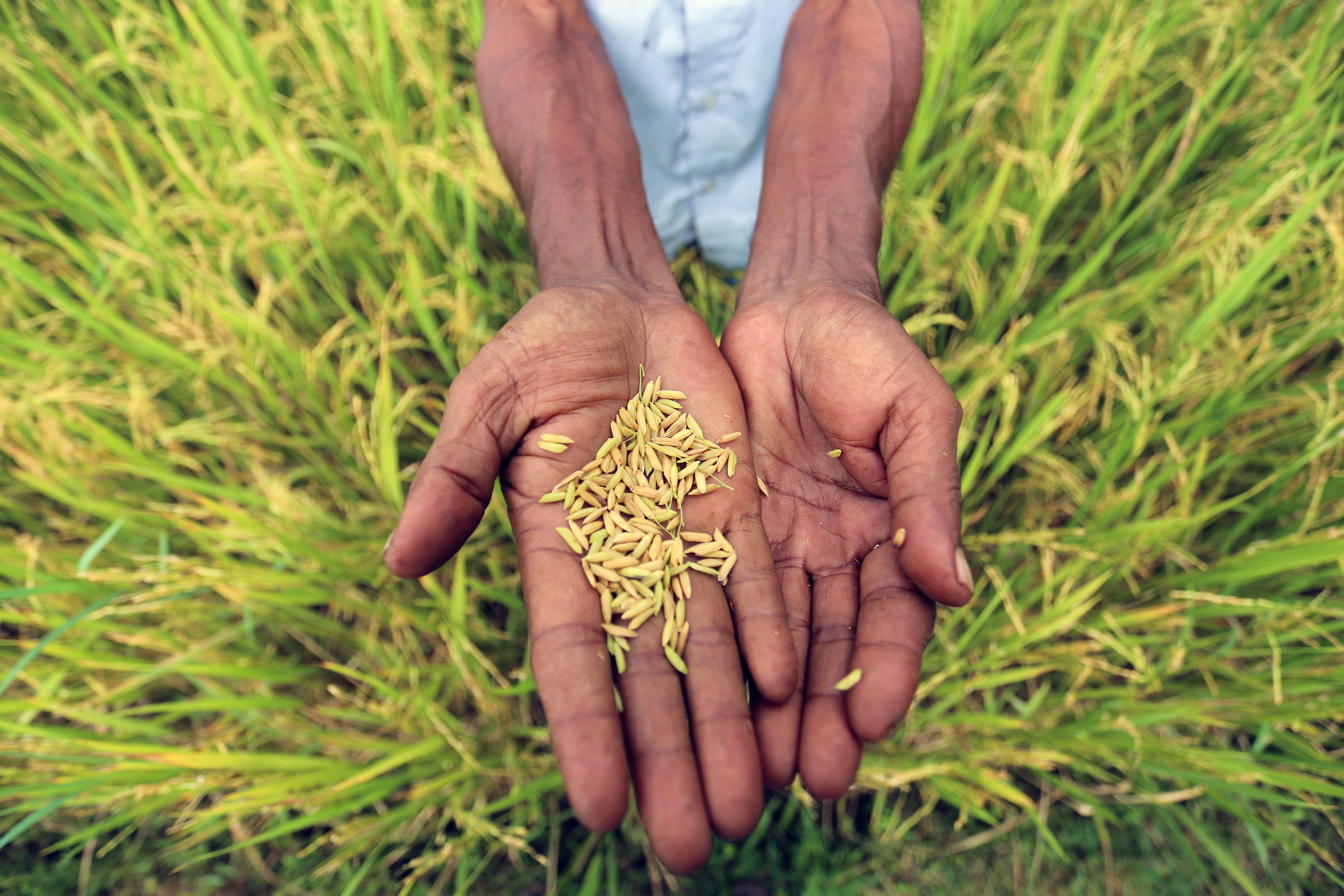 rice_bangladesh02.jpg