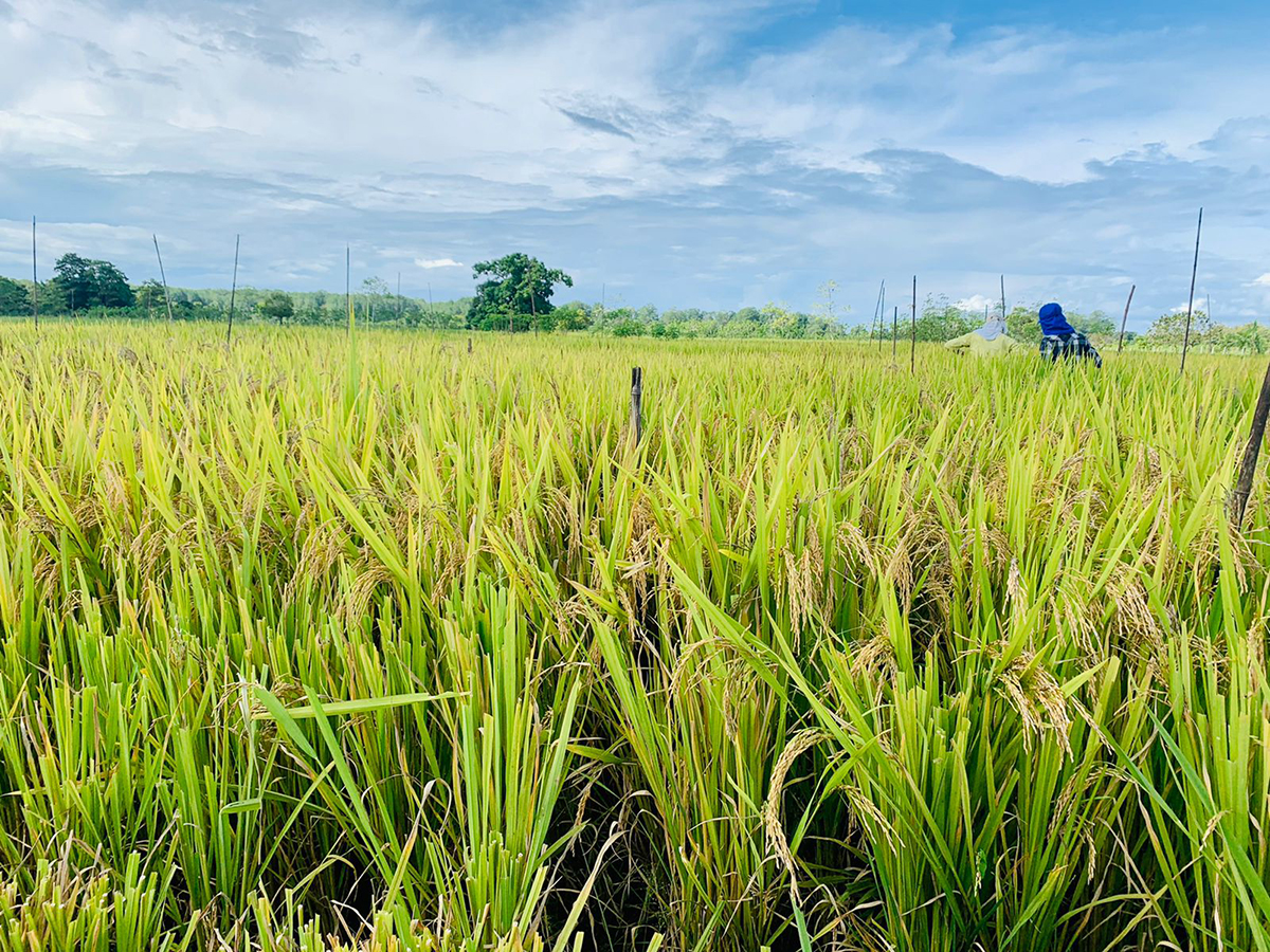 rice_fields.jpg