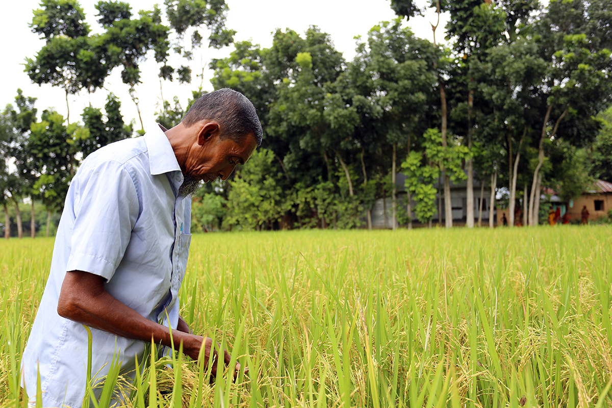 ricefield.jpg