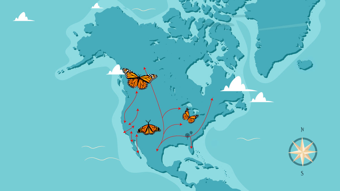 ruta-migratoria-mariposa-monarca.jpg