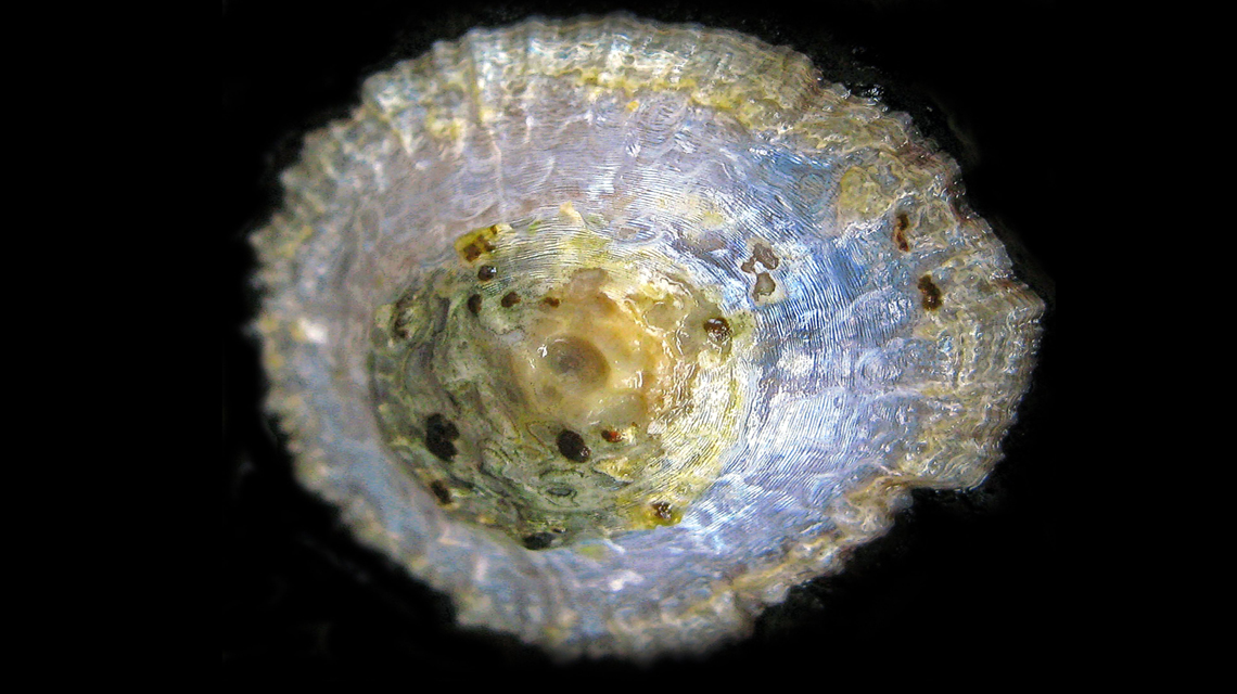 shell_1140x640.jpg