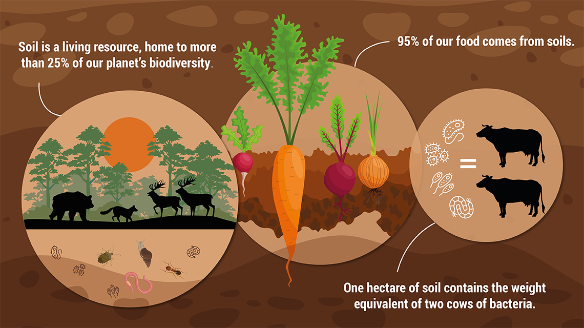 soil8-1140x640.png