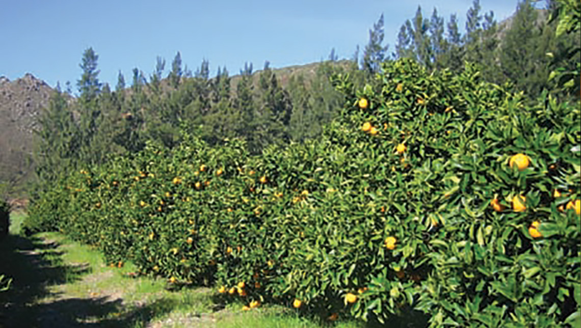south-aftica-citrus1140-2.jpg