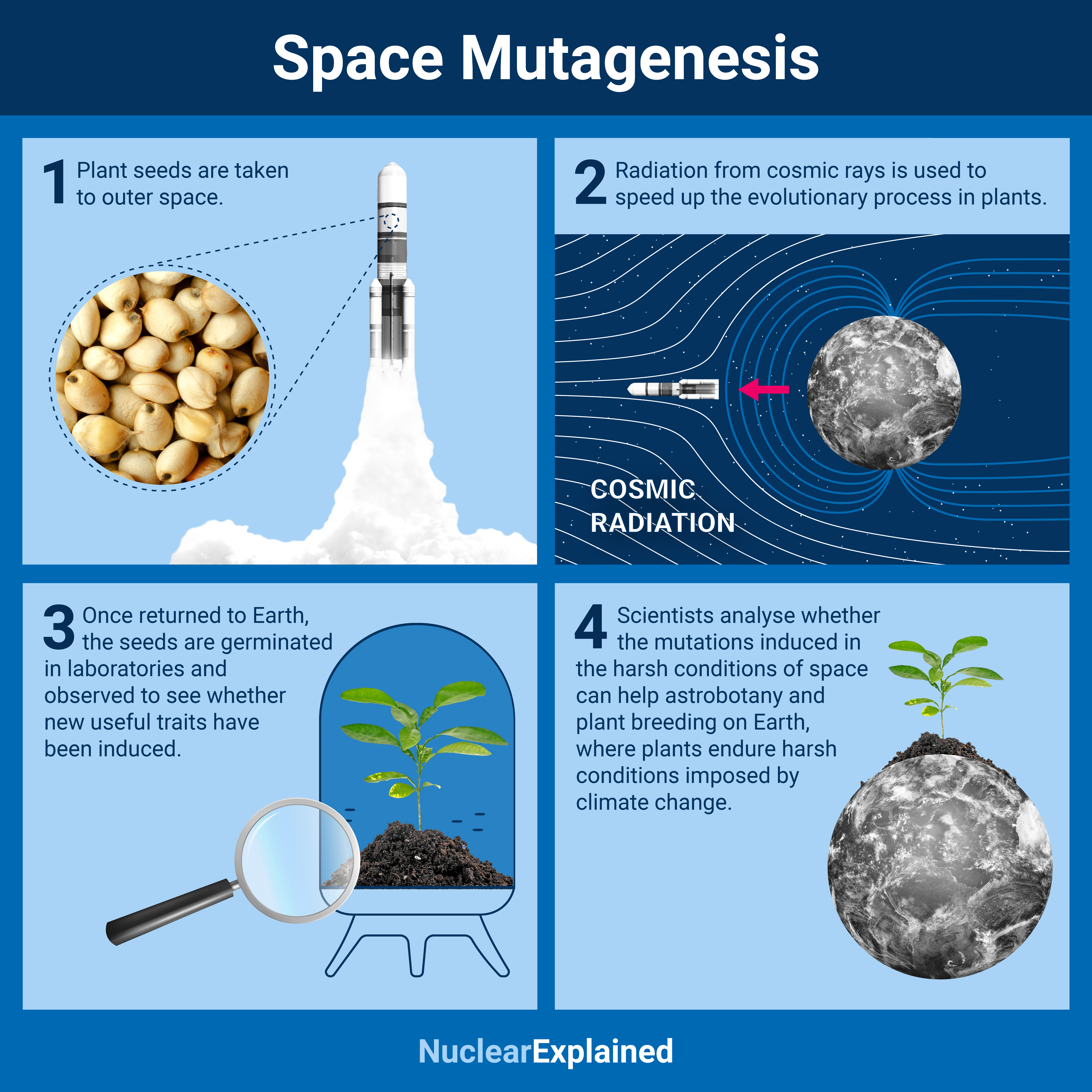 space_mutation_breeding_infographic.docx.jpg