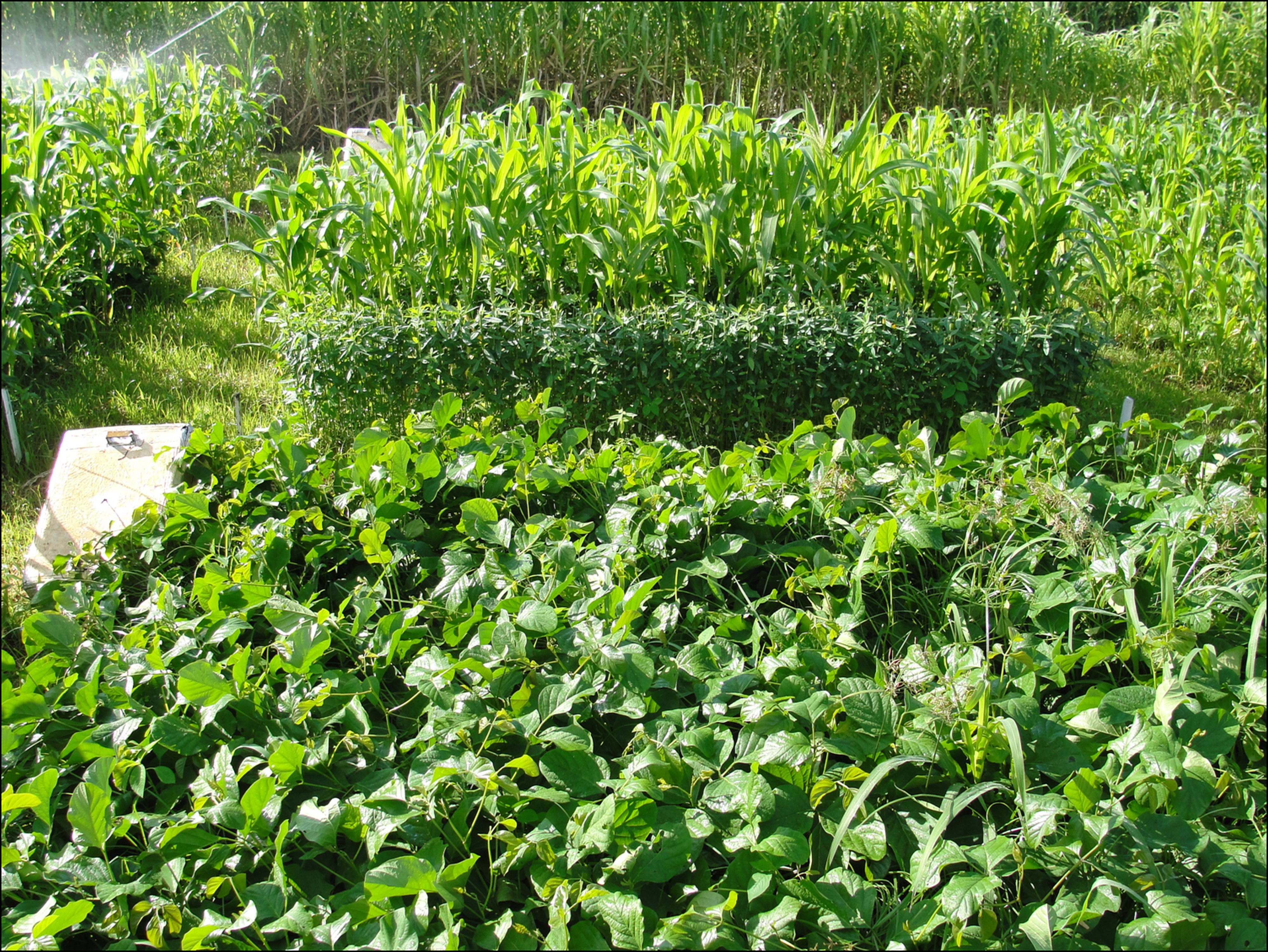 story_15_embrapa_-_segundo_urquiaga_-_green_manures2.jpg